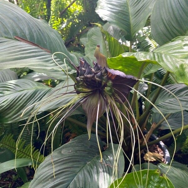 Tacca chantrieri Flower