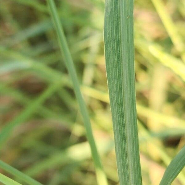 Sorghum halepense Yaprak