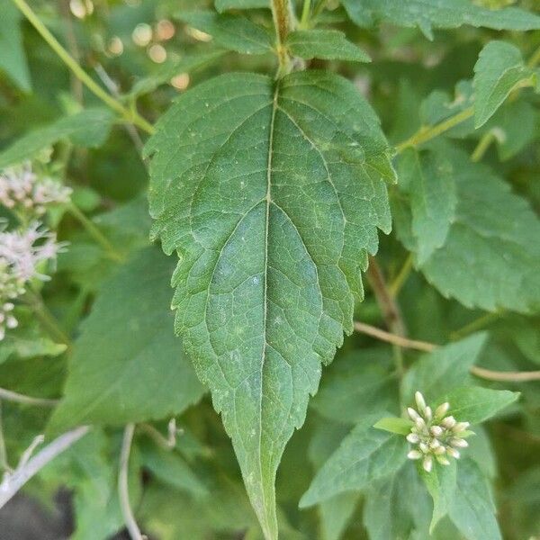 Eupatorium cannabinum Leaf