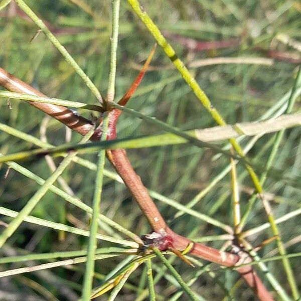 Parkinsonia aculeata Other