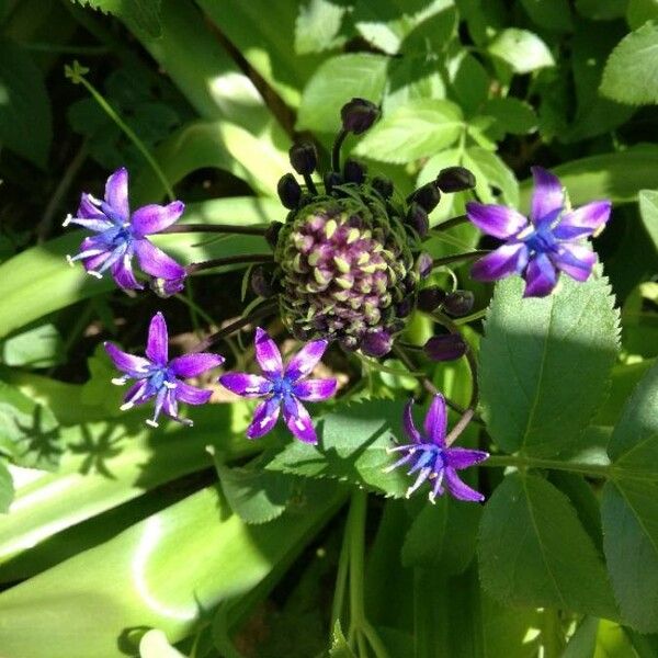 Scilla peruviana 花