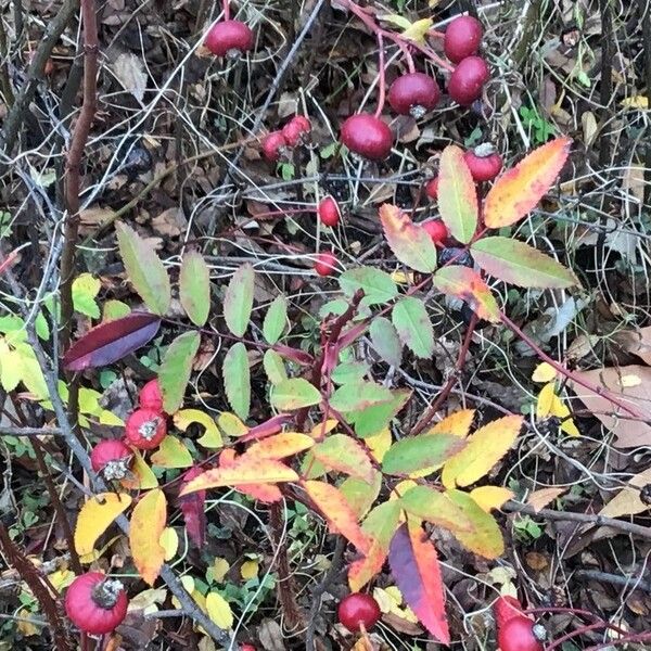 Rosa carolina (Carolina rose)