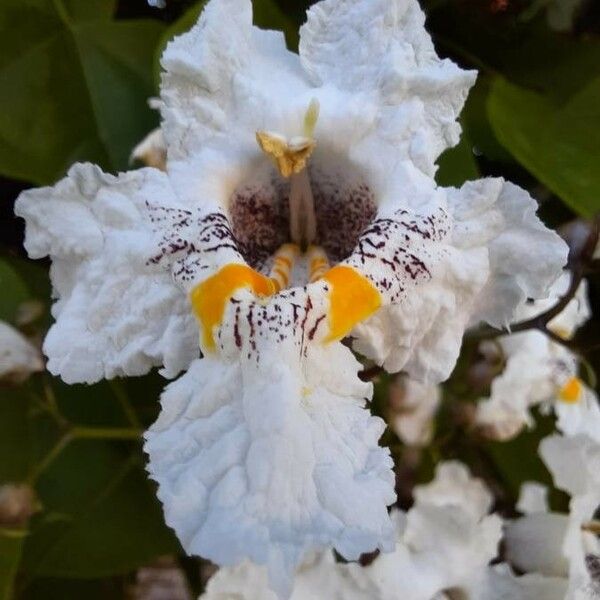 Catalpa bignonioides फूल