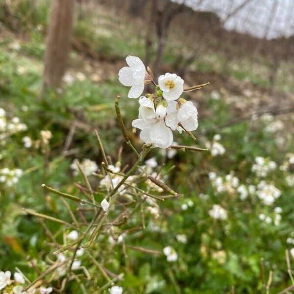 Diplotaxis erucoides Flor