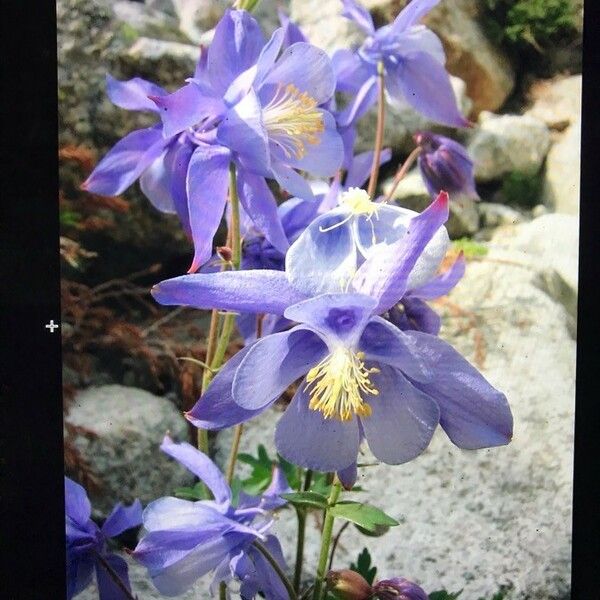 Aquilegia bernardii फूल