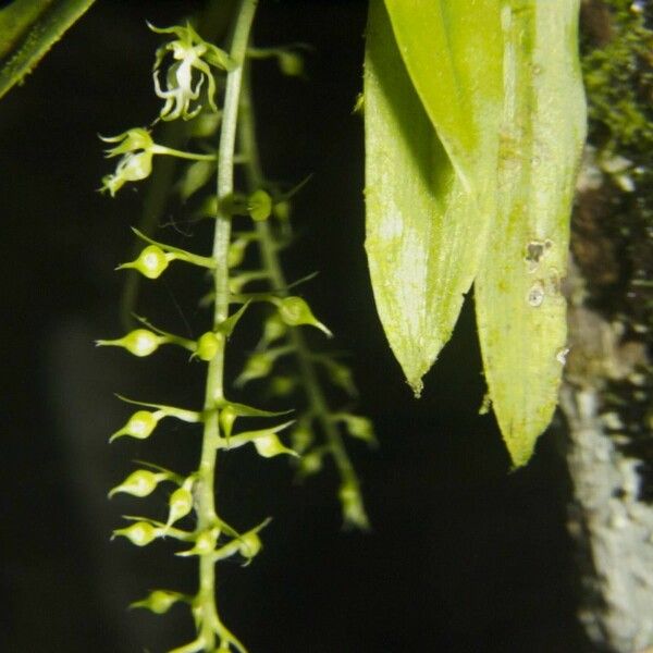 Cryptarrhena guatemalensis List