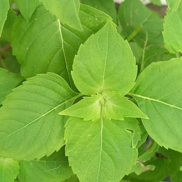 Ocimum campechianum পাতা