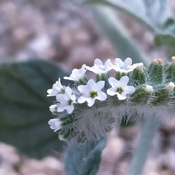 Heliotropium europaeum Blüte