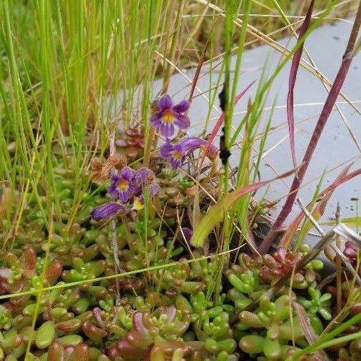 Orobanche uniflora फूल