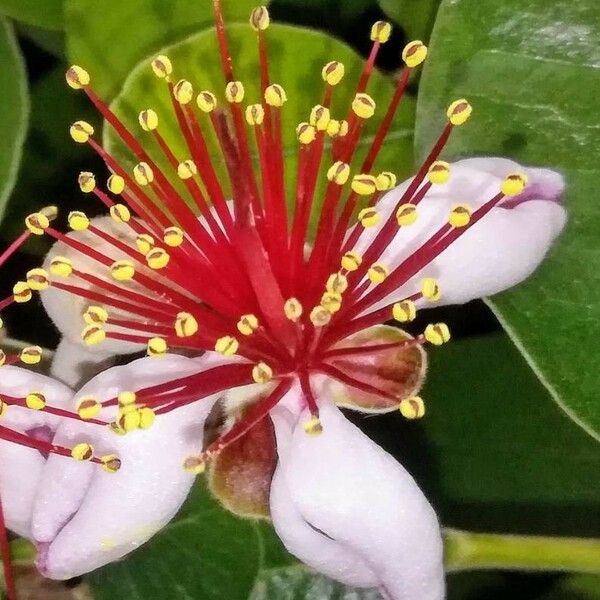 Acca sellowiana Flower