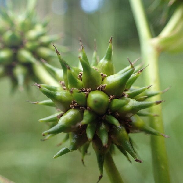 Sparganium erectum Frugt