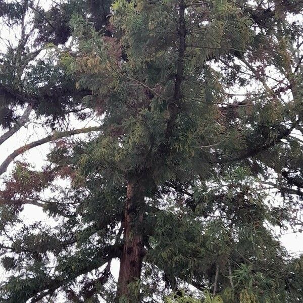 Cryptomeria japonica Habit