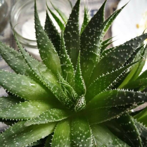 Aloe aristata List