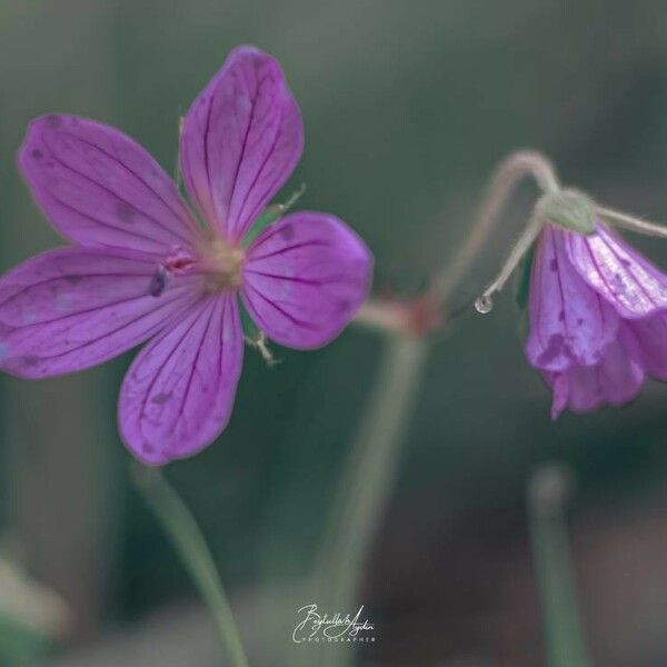 Geranium palustre Кветка