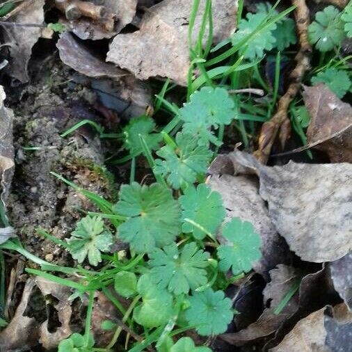 Geranium molle Elinympäristö