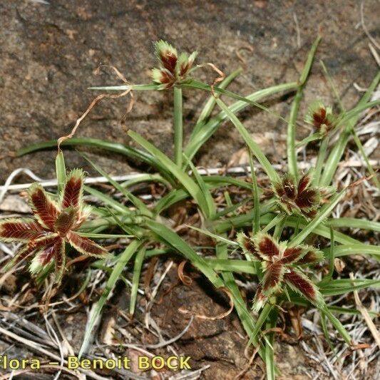 Cyperus rubicundus 整株植物