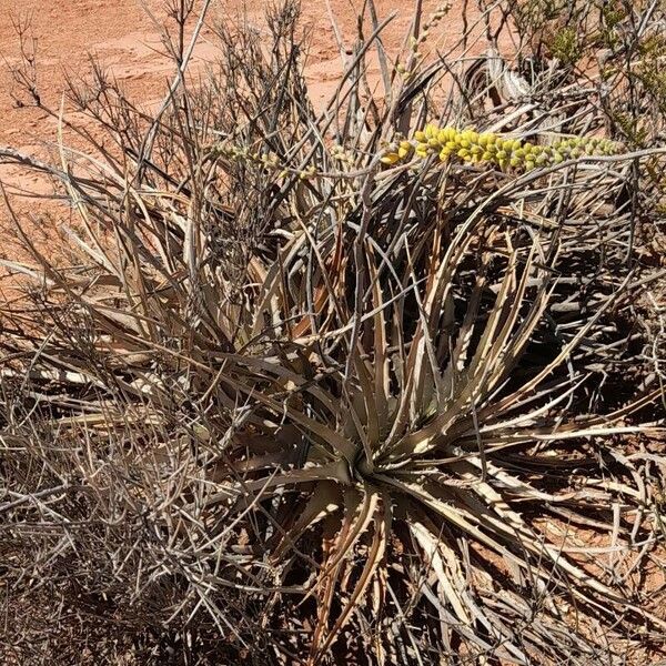 Dyckia floribunda Облик