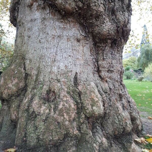 Platanus occidentalis Kéreg