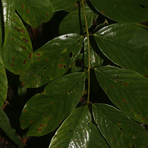 Machaerium floribundum Flor