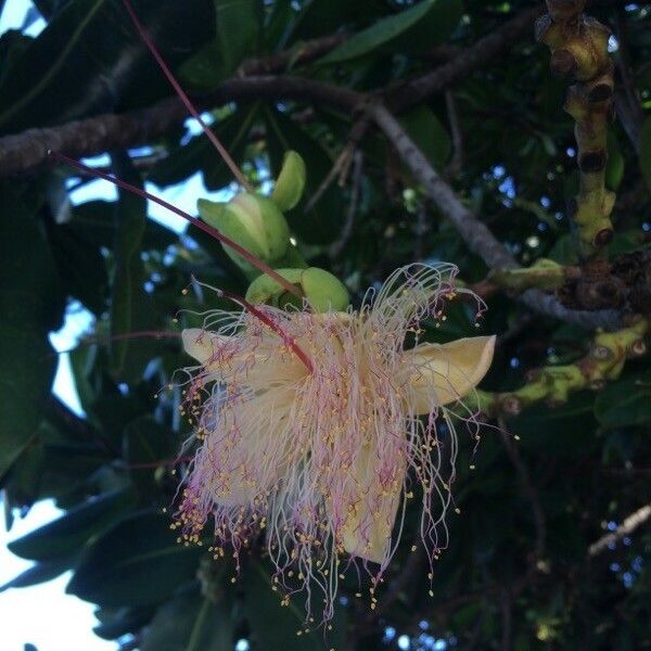 Barringtonia asiatica Blomst