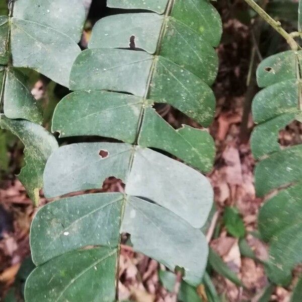 Albizia ferruginea Leaf