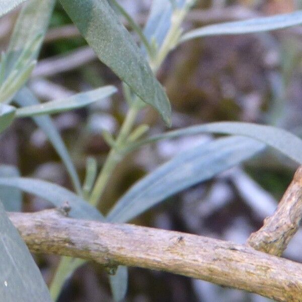 Atriplex canescens Bark