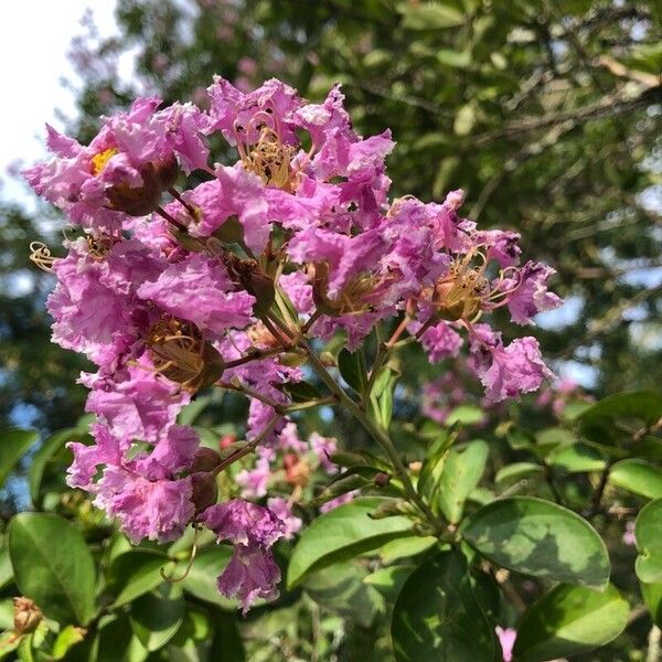 Lagerstroemia speciosa 花