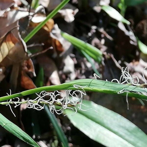 Carex pilosa Folha