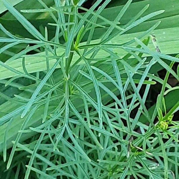 Coreopsis verticillata 葉