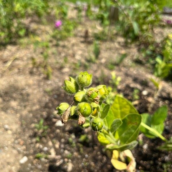 Nicotiana rustica Frucht