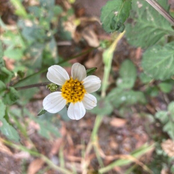 Bidens alba Flower