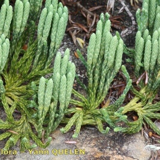 Diphasiastrum alpinum Natur