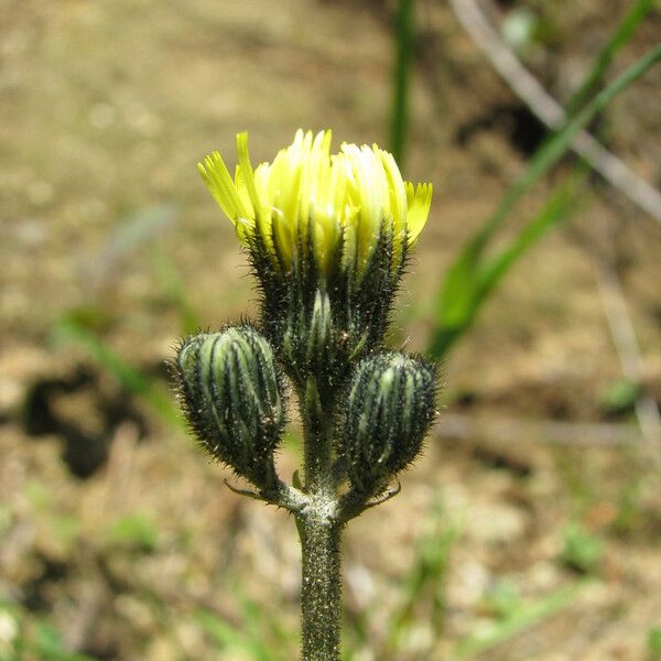 Pilosella floribunda Kwiat