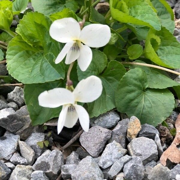 Viola blanda Flor