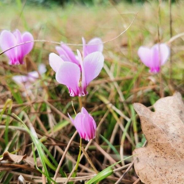 Cyclamen hederifolium Λουλούδι