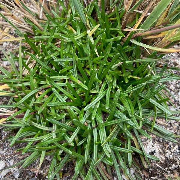 Calandrinia acaulis