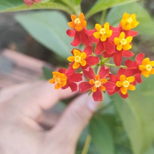 Asclepias curassavica Flower