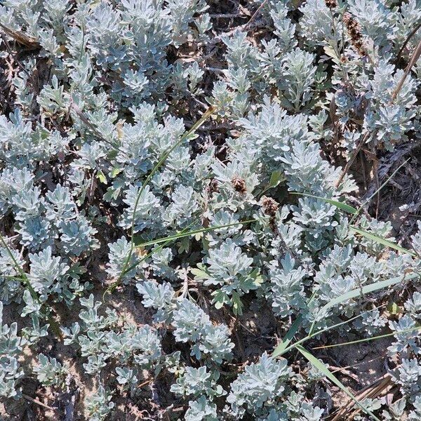 Artemisia stelleriana 葉