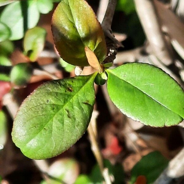 Chaenomeles speciosa 葉