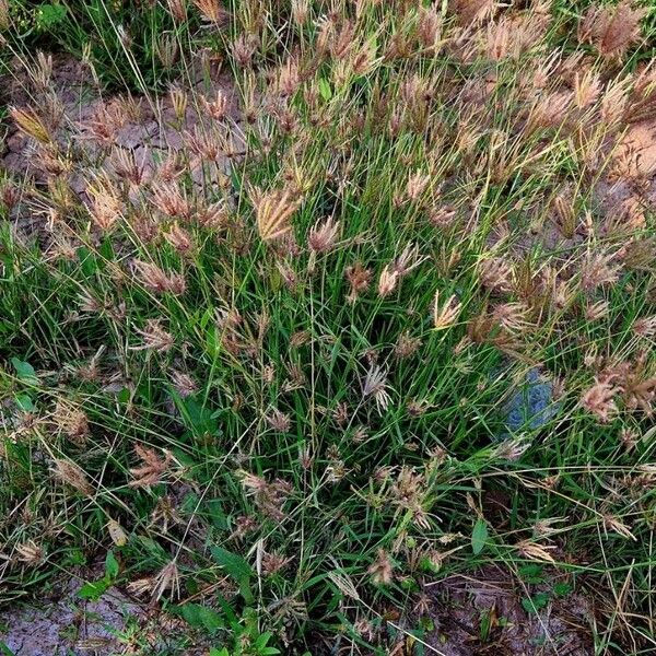 Chloris barbata Habit