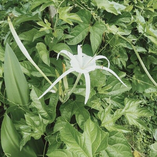 Hymenocallis littoralis Flower