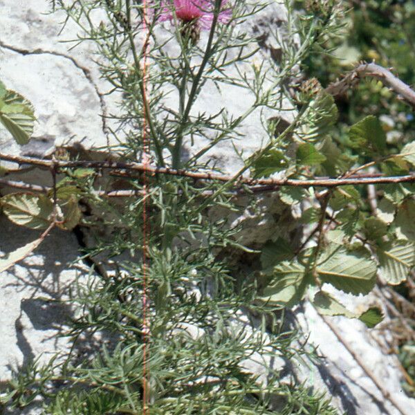 Centaurea corymbosa Hábito