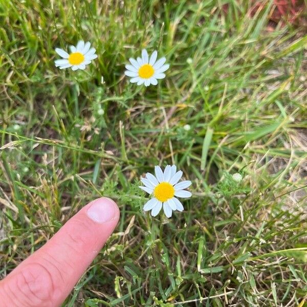 Anthemis ruthenica 花