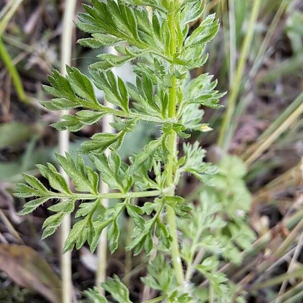 Orlaya grandiflora Levél