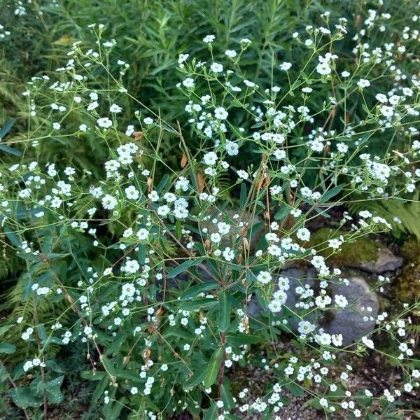 Euphorbia corollata Цвят