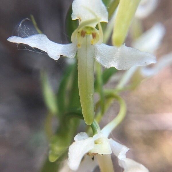 Platanthera chlorantha Blomst