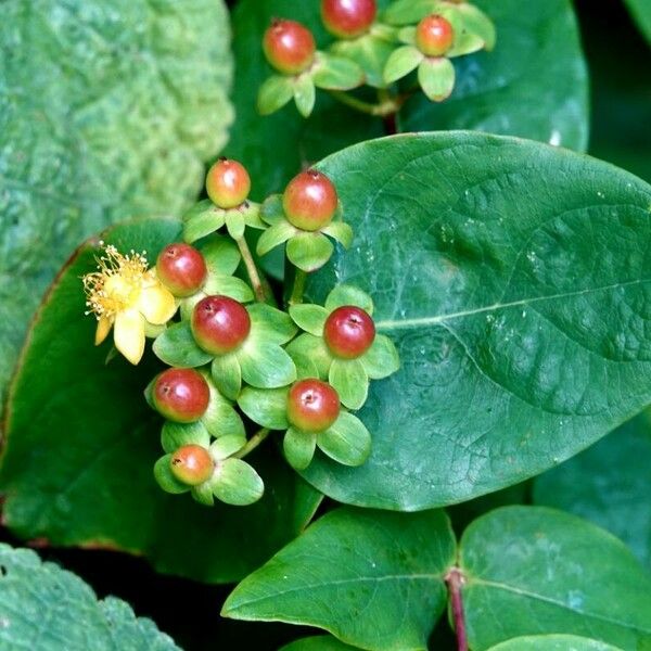 Hypericum androsaemum Frukt