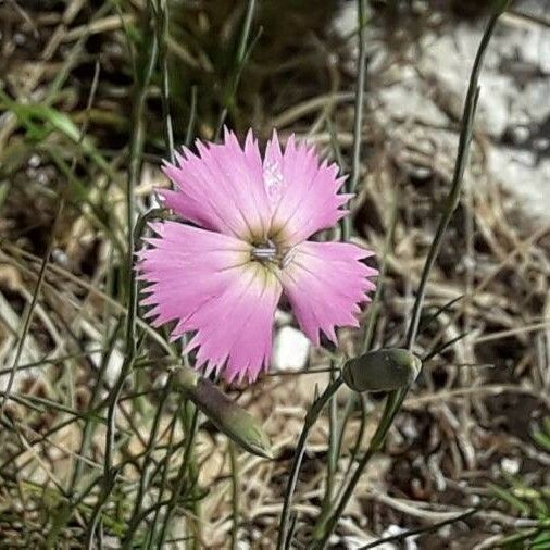 Dianthus sylvestris Цветок