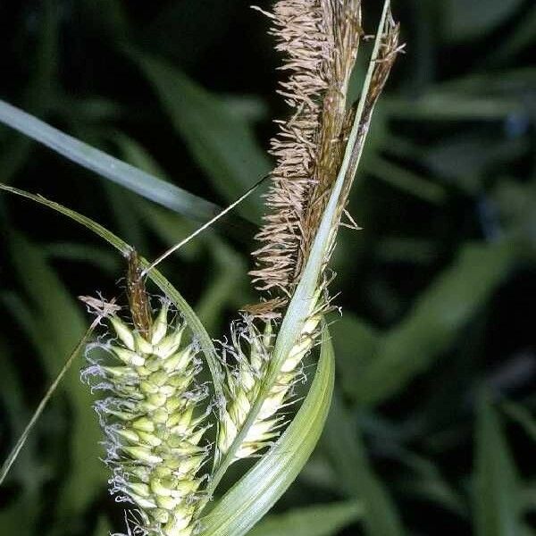 Carex lacustris Fruto