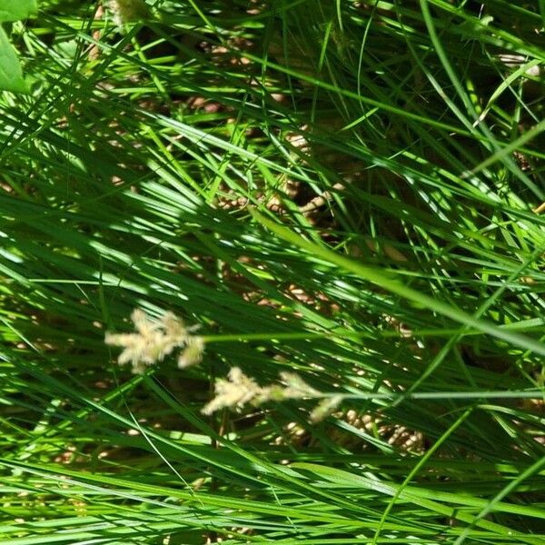 Carex brizoides Flor